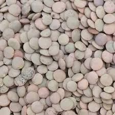 Llentia mallorquina granel (kg)