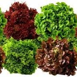 Enciam variat ECO unitat