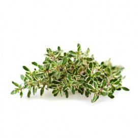 Crespí- Farigola verda 15 gr