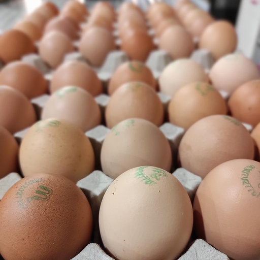 Mater Ous Ecològic ud